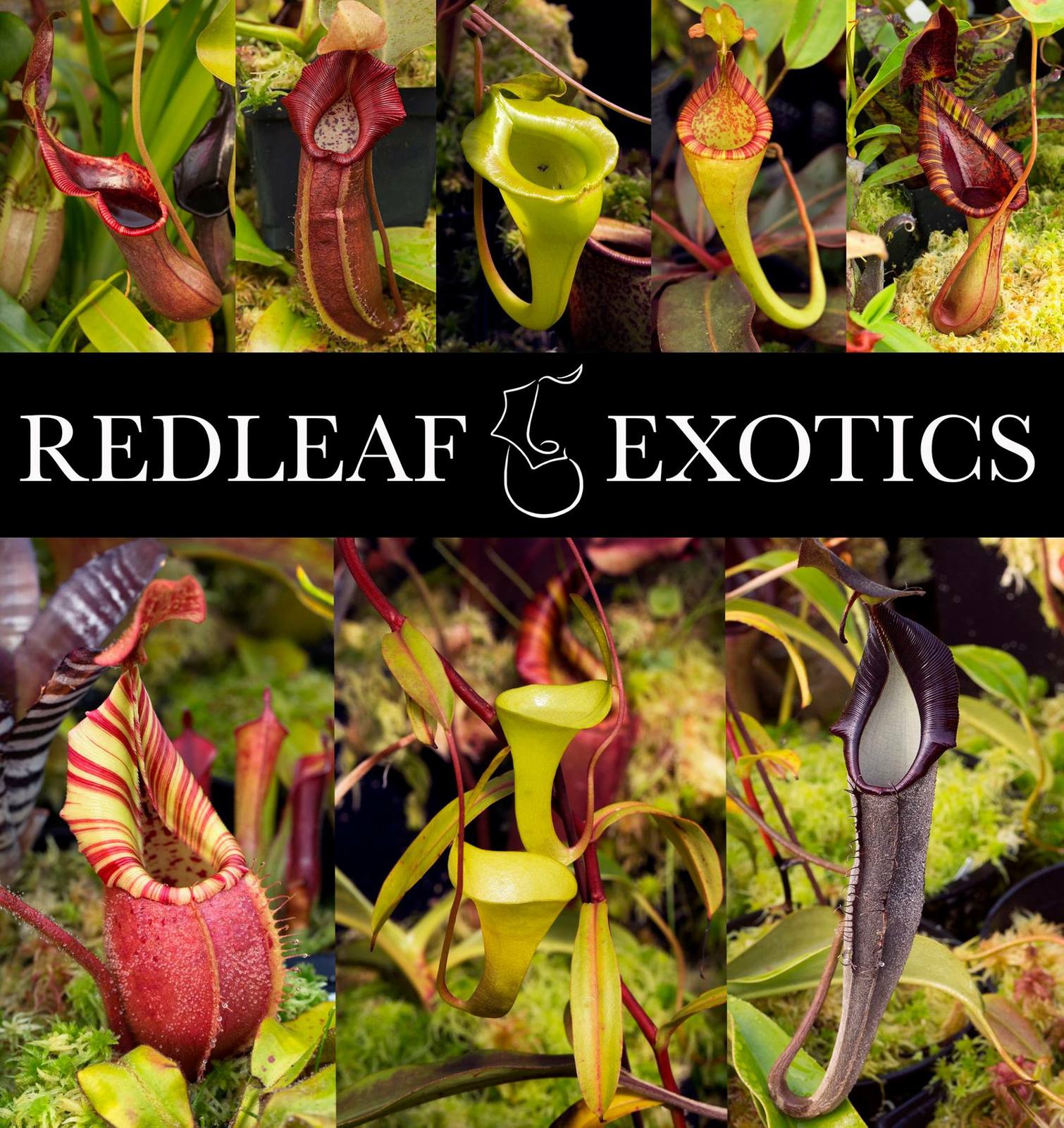 RedLeaf Exotics
